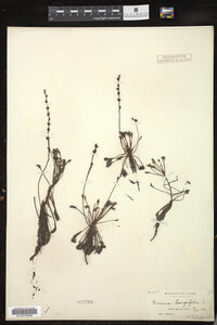 Drosera intermedia image