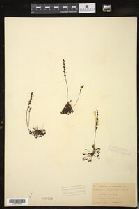Drosera intermedia image