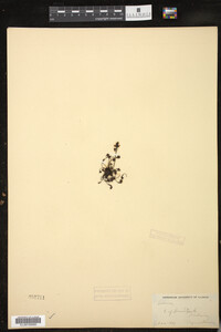 Drosera intermedia image