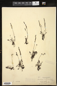 Drosera intermedia image
