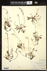 Drosera intermedia image