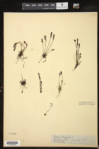 Drosera intermedia image