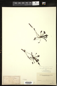Drosera intermedia image