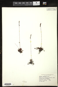 Drosera intermedia image