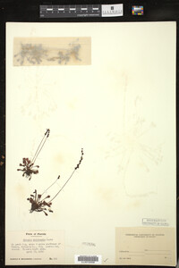 Drosera intermedia image