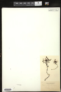 Drosera intermedia image