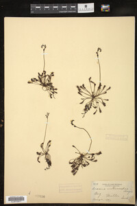 Drosera intermedia image