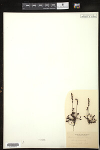 Drosera intermedia image