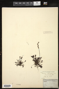 Drosera intermedia image
