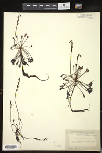 Drosera intermedia image