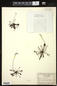 Drosera intermedia image