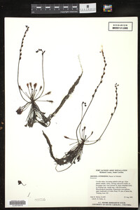 Drosera intermedia image