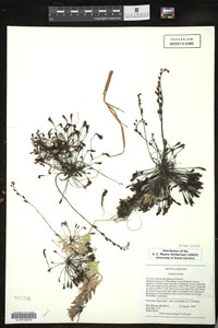 Drosera intermedia image