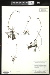 Drosera intermedia image