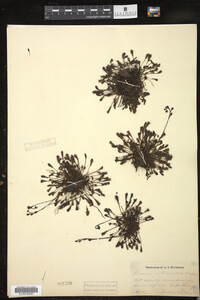 Drosera intermedia image