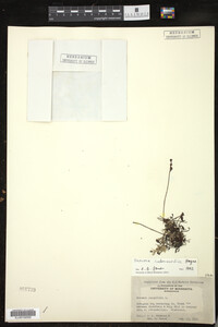 Drosera intermedia image