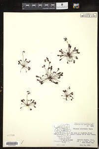 Drosera intermedia image