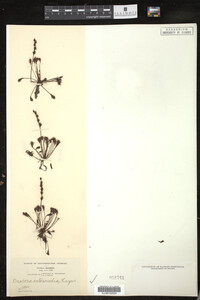 Drosera intermedia image
