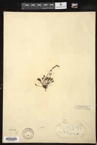 Drosera intermedia image
