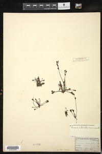 Drosera intermedia image