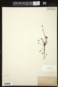 Drosera intermedia image