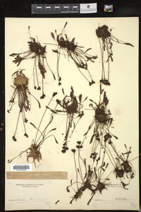Drosera intermedia image