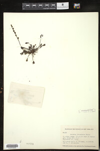 Drosera intermedia image