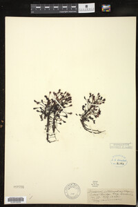 Drosera intermedia image