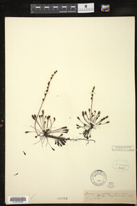 Drosera intermedia image