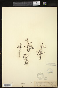 Drosera intermedia image