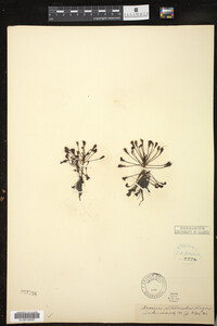 Drosera intermedia image