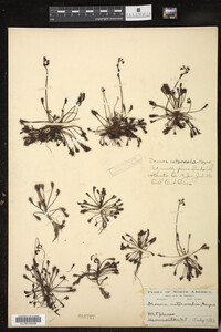 Drosera intermedia image