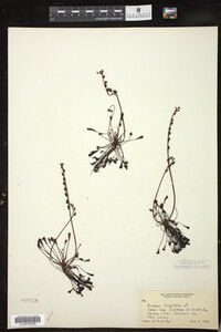 Drosera intermedia image