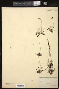 Drosera intermedia image