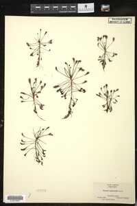 Drosera intermedia image
