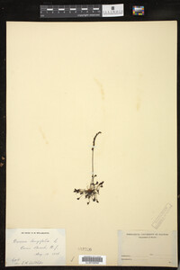 Drosera intermedia image