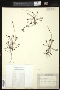 Drosera intermedia image