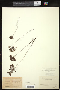 Media resource of Drosera rotundifolia