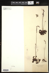 Drosera rotundifolia image