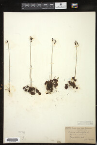 Drosera rotundifolia image