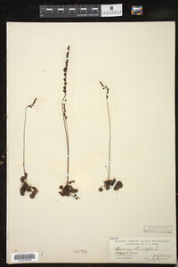 Drosera rotundifolia image
