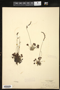 Drosera rotundifolia image