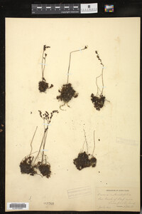 Drosera rotundifolia image