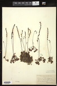 Drosera rotundifolia image
