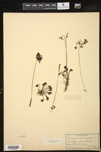 Drosera rotundifolia image