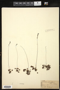 Drosera rotundifolia image