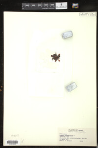 Drosera rotundifolia image