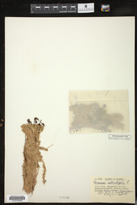 Drosera rotundifolia image