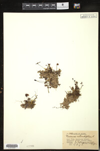Drosera rotundifolia image