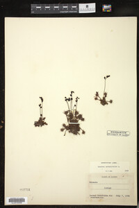 Drosera rotundifolia image